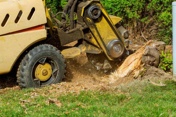 Best Tree Removal  in White Salmon, WA