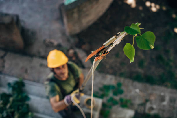 Best Storm Damage Tree Cleanup  in White Salmon, WA