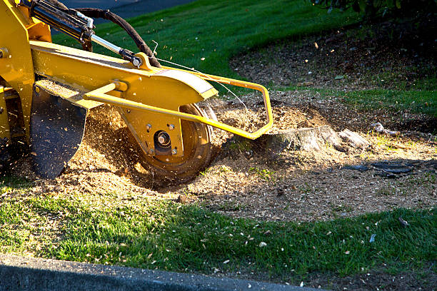 Best Sod Installation  in White Salmon, WA